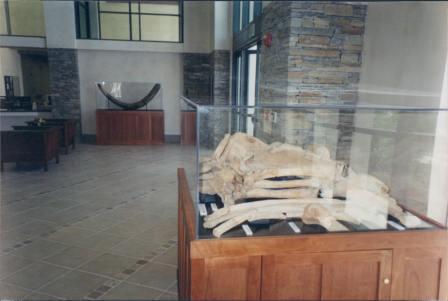 Mastodont Display Case 2